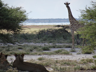 Panthera leo melanochaita