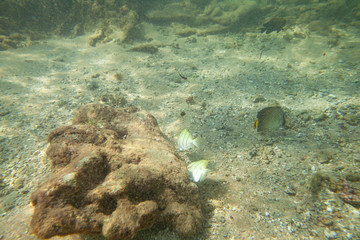 Beautiful colored fish swim underwater in the Indian Ocean among the stones.
