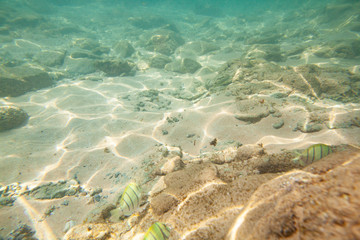 Beautiful colored fish swim underwater in the Indian Ocean among the stones.