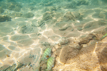 Beautiful colored fish swim underwater in the Indian Ocean among the stones.