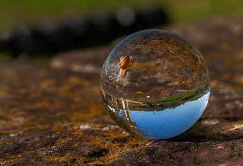 caracol sobre bola de cristal