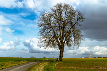 tree in the field