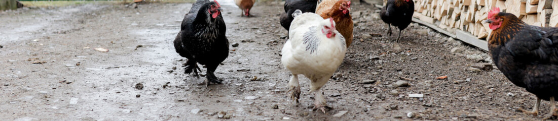 Farming, free-range chickens in the yard in the summer