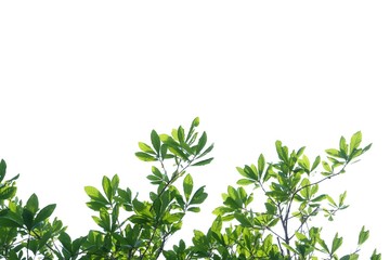Tropical tree leaves with branches and sun light on white isolated background for green foliage backdrop 
