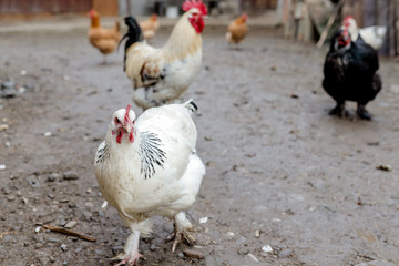 Farming, free-range chickens in the yard in the summer