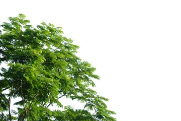 Tropical tree leaves with branches on white isolated background for green foliage backdrop and copy space 