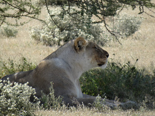 Panthera leo melanochaita