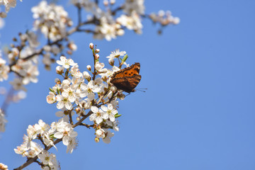 Spring background, beautiful butterfly on blooming tree. Large Tortoiseshell butterfly, Nymphalis polychloros, feeding on white blossoms