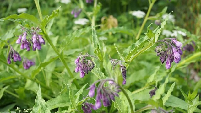 Beautiful blooming violet comfrey flowers - Symphytum officinale - in homemade garden in HD VIDEO. Illuminated by soft daylight. Close-up.