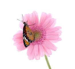 Flower with beautiful painted lady butterfly isolated on white