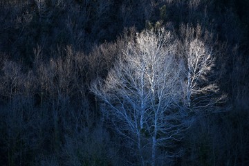 white birch during spring season in a Tuscan forest. italy