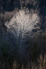 white birch during spring season in a Tuscan forest. italy