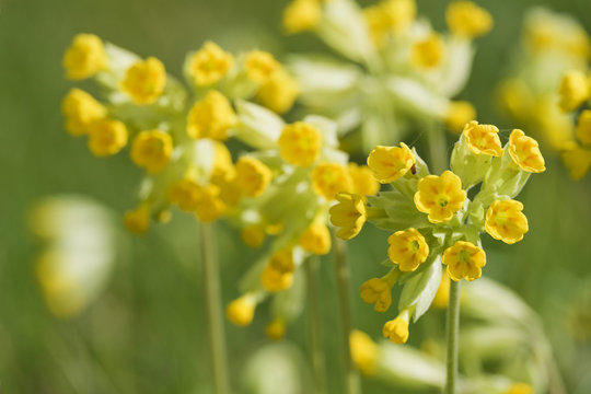 Fleurs coucous de pr&eacute;s