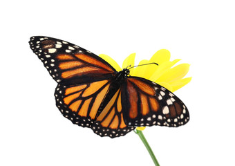 Fototapeta na wymiar Flower with beautiful monarch butterfly isolated on white