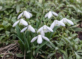 bluish-white snowdrops in green flowerbed