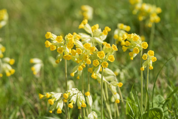 Fototapeta premium Fleurs coucou des prés