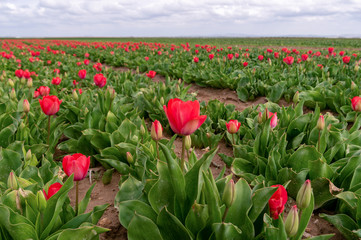 Blooming Tulip Fields Fog Red Tulips