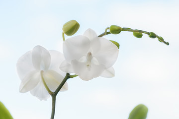 Fototapeta na wymiar Phalaenopsis Charming Crystal Water white beautiful orchid against the sky with clouds
