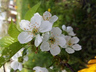 blooming cherry tree
