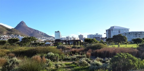 Obraz premium Lion's Head Green Point Urban Park Cape Town