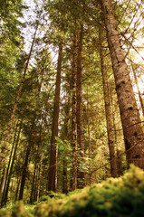 bosque verde frondoso