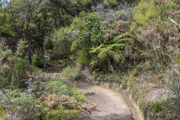 path in tangled rain forest thick lush vegetation, near Kaiteriteri, Abel Tasman park, New Zealand