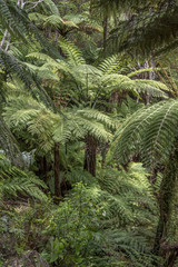 ferns in tangled rain forest thick lush vegetation, near Kaiteriteri, Abel Tasman park, New Zealand