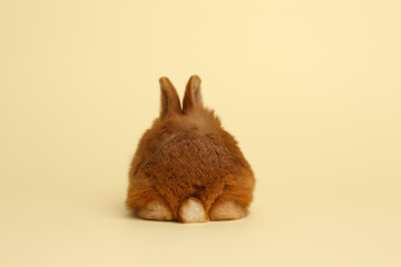 Adorable fluffy bunny on yellow background, back view. Easter symbol