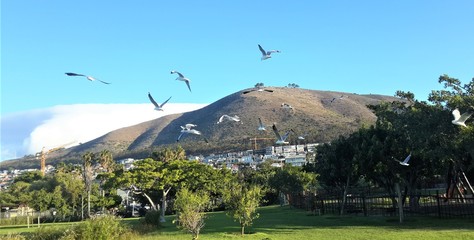 Green Point Urban Park Cape Town