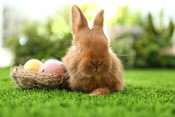 Adorable fluffy bunny and decorative nest with Easter eggs on green grass, closeup