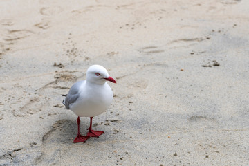 seagull on sand, near Kaiteriteri, Abel Tasman park,  New Zealand