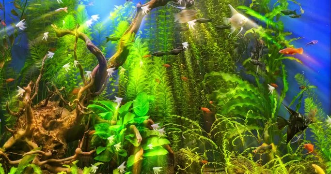 Beautiful freshwater aquarium with green plants and many fish. Freshwater aquarium with a large flock of fish. Beautiful aquarium landscape.