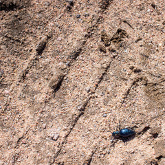 The first spring Ground beetles, begin to live on a cold ground. Springtime