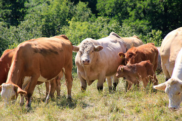 German brown cattles on a mountain pasture
