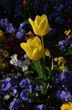 Close up of two delicate yellow tulips and small blurred blue pansies in full bloom in a sunny spring garden, beautiful outdoor floral background photographed with soft focus