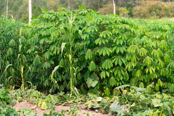 Fototapeta na wymiar Cassava (Manihot esculenta) plantation and plants in Brazil