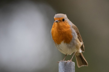 rouge gorge