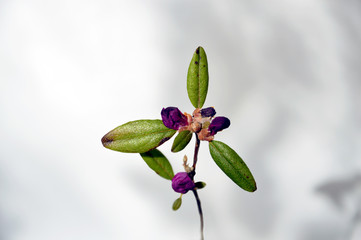 The buds of blooming rhododendron (lat. Rhododendron dauricum) with green leaves. On light background. There are beautiful flower shadows on the wall. Spring waiting.