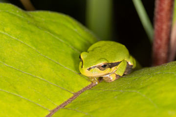 Green frog on leaf. A frog hides in a plant
