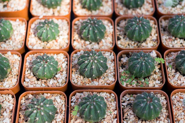Variety of small beautiful cactus in the pot.