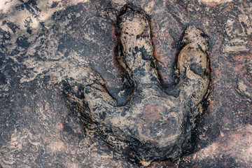 Real dinosaur footprint   Thailand.
