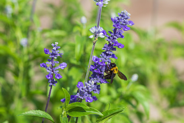 花の蜜を吸うクマバチ
