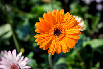 Orange chrysanthemum flowers