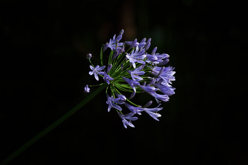 アガパンサスの花