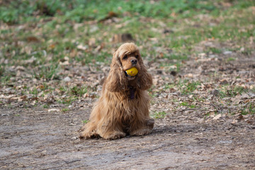 Spaniel with a ball on a walk in the park. Dogs