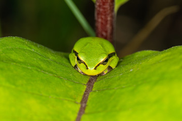Green frog on leaf. A frog hides in a plant © nedomacki
