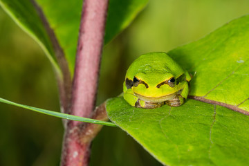 Green frog on leaf. A frog hides in a plant