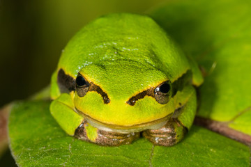 Green frog on leaf. A frog hides in a plant