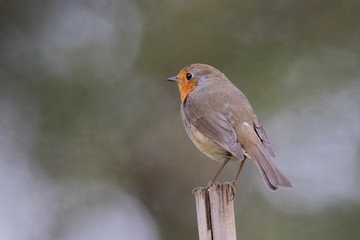 rouge gorge