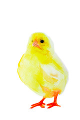 Just a hatched chicken, a yellow chick. The kid is small. Easter.